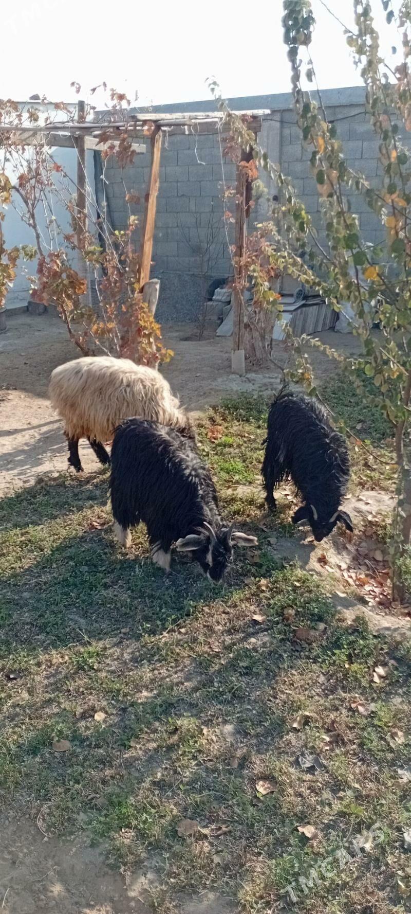 Bakmaly  tokly çewiş - Гарадамак Шор - img 2