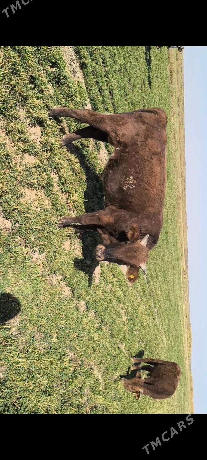 Öküz - Kaka - img 6