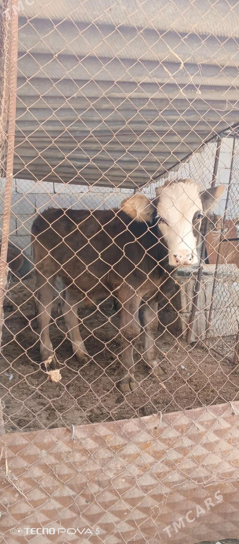 Öküz - Гёкдепе - img 1