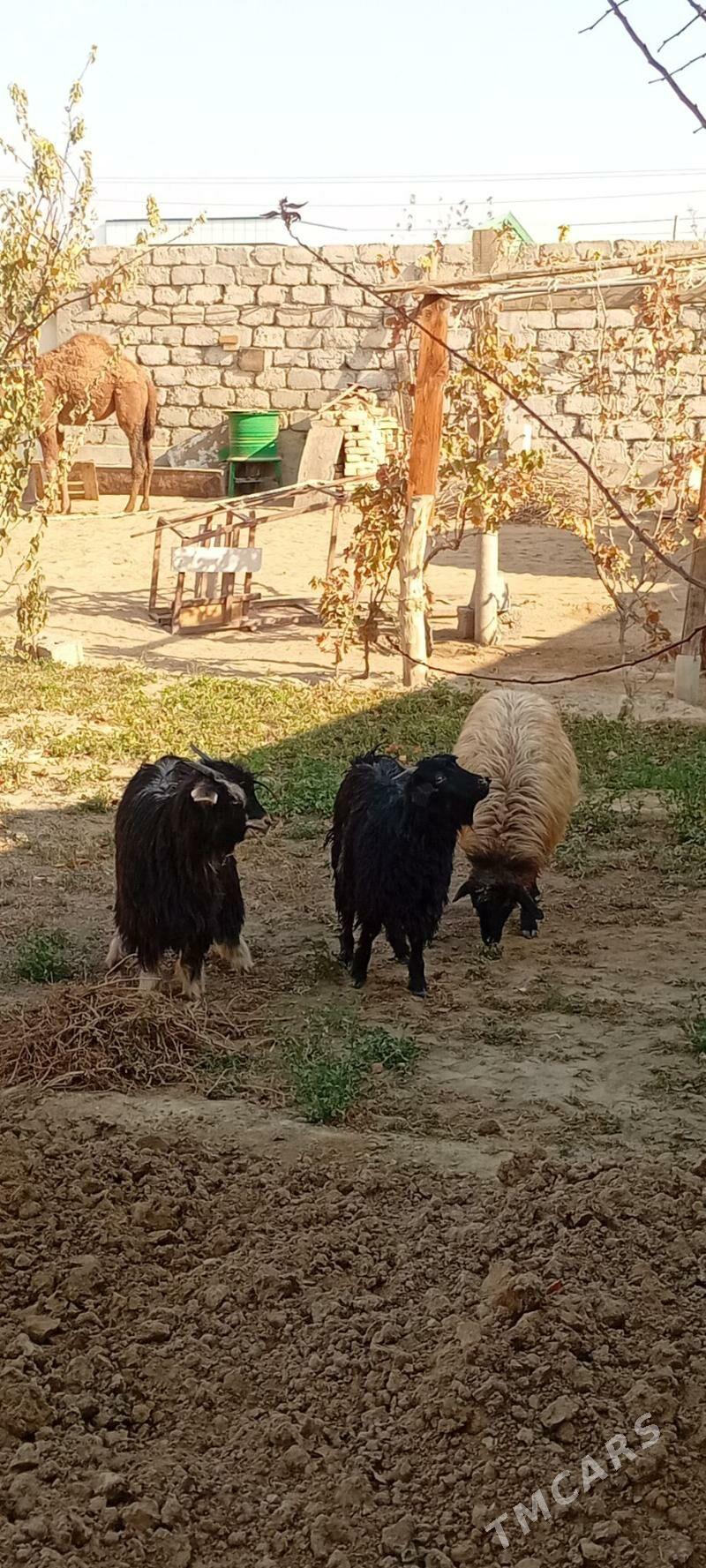 Bakmaly  tokly çewiş - Гарадамак Шор - img 4