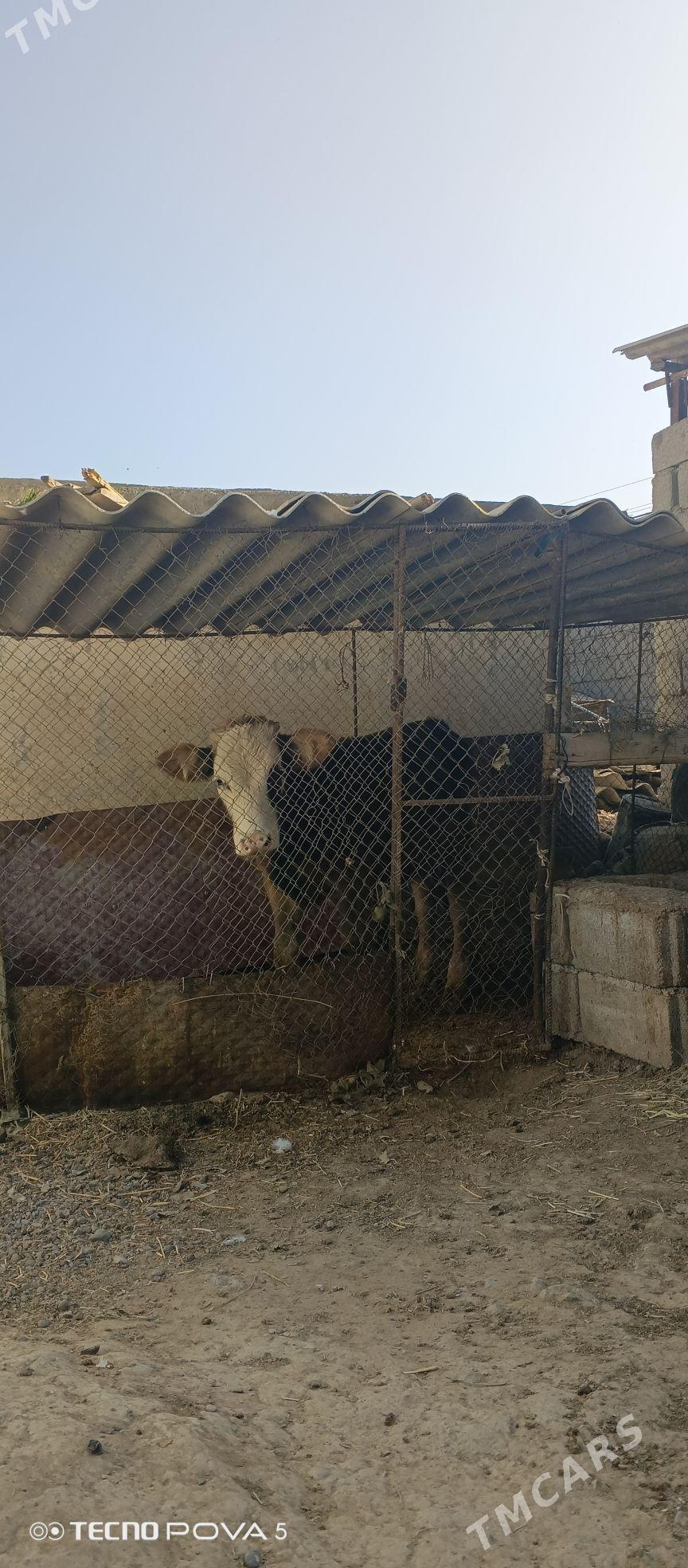 Öküz - Гёкдепе - img 3