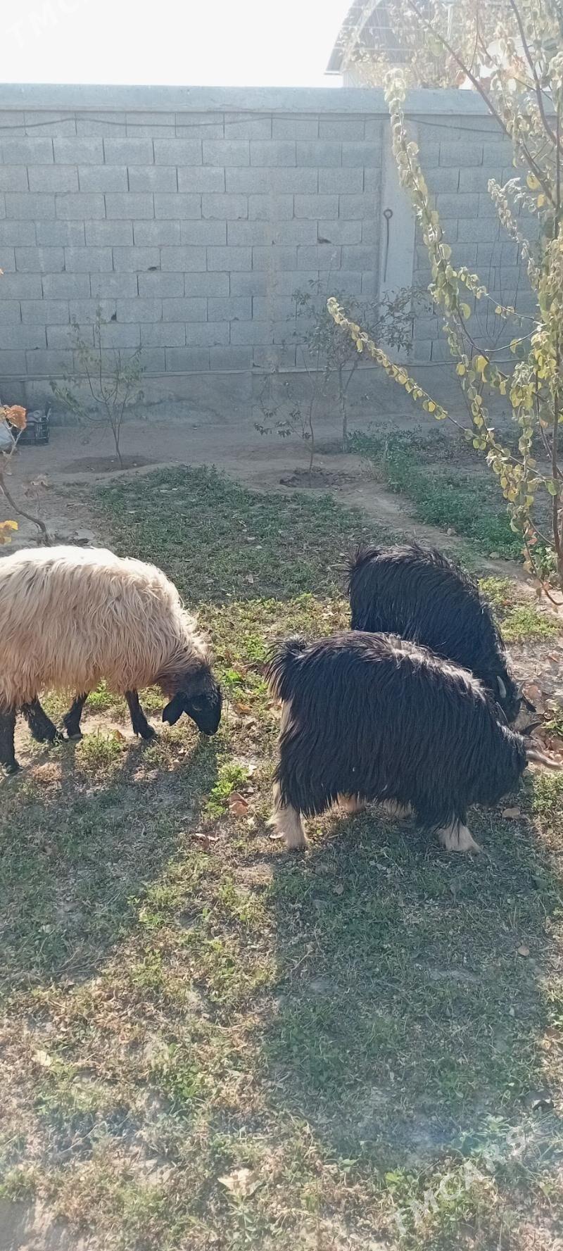 Bakmaly  tokly çewiş - Гарадамак Шор - img 3