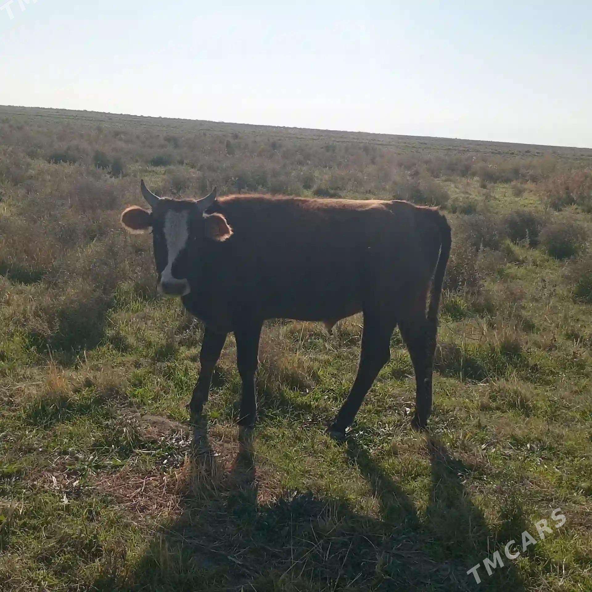 Öküz - Kaka - img 5