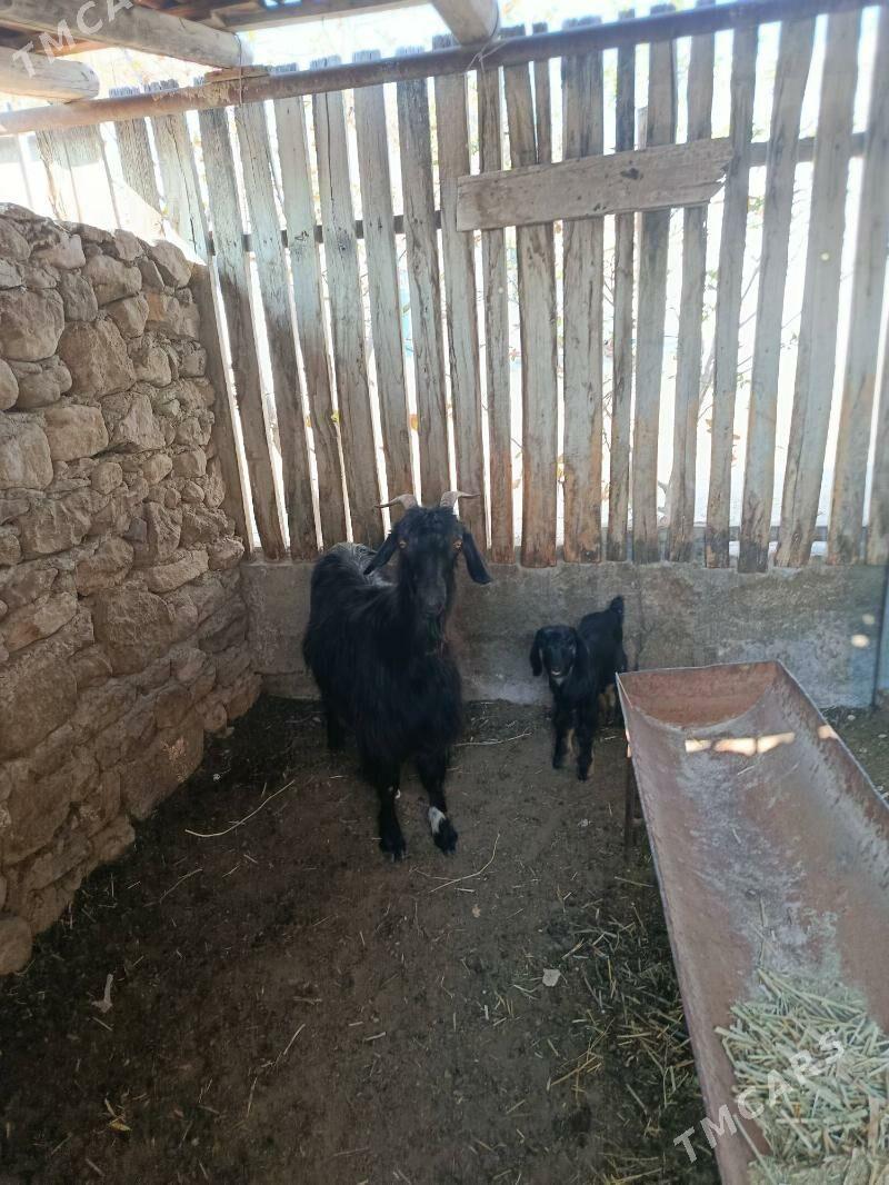 geci owlakly - Balkanabat - img 2