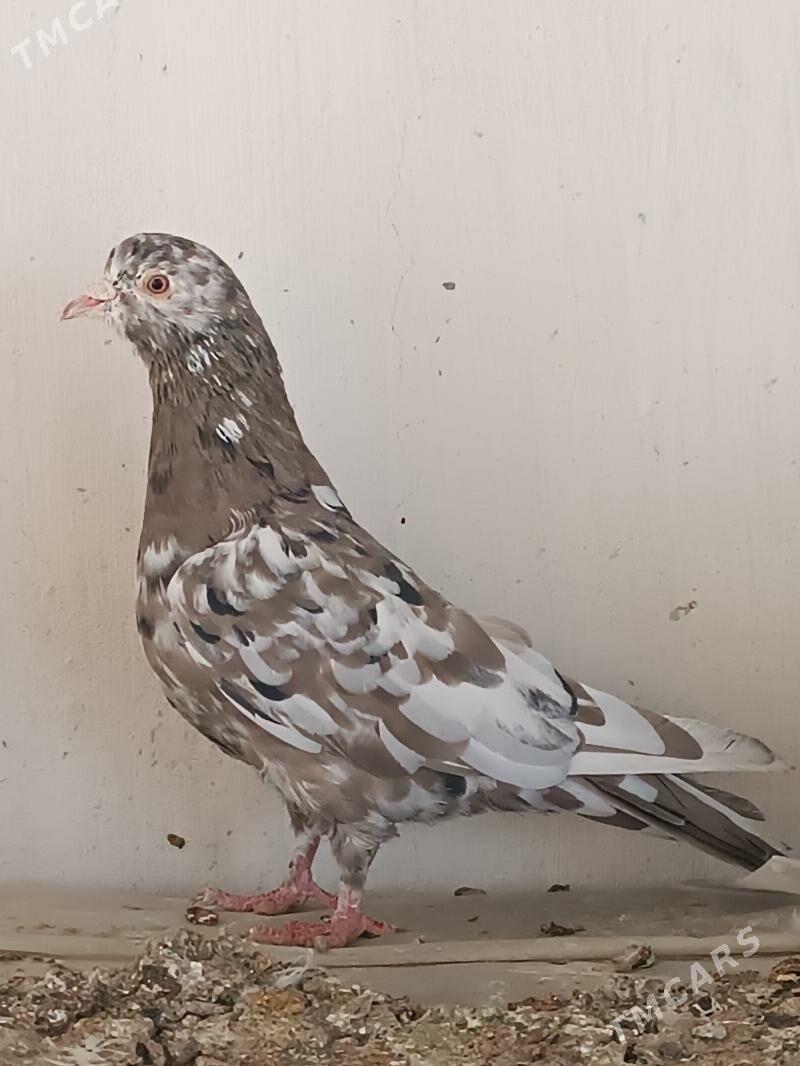 Kepderi - Мары - img 4