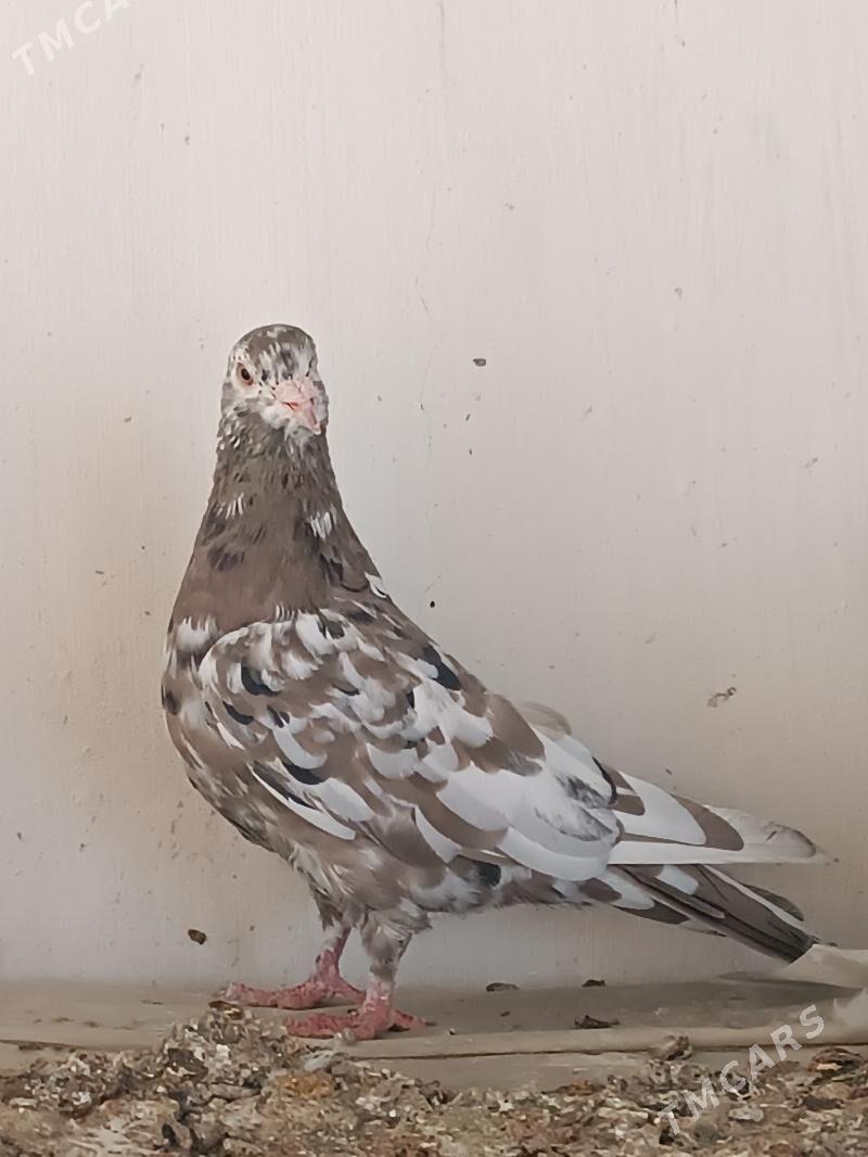 Kepderi - Мары - img 3