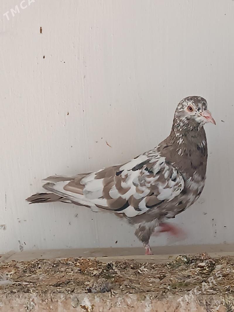 Kepderi - Мары - img 5