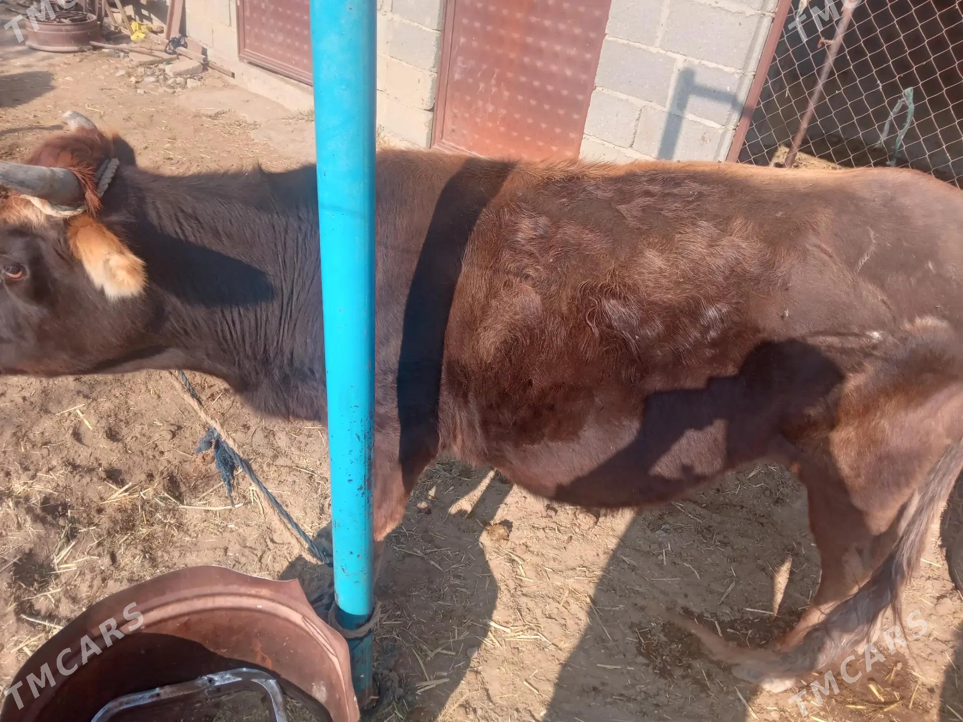 Sygyr - Bäherden - img 2