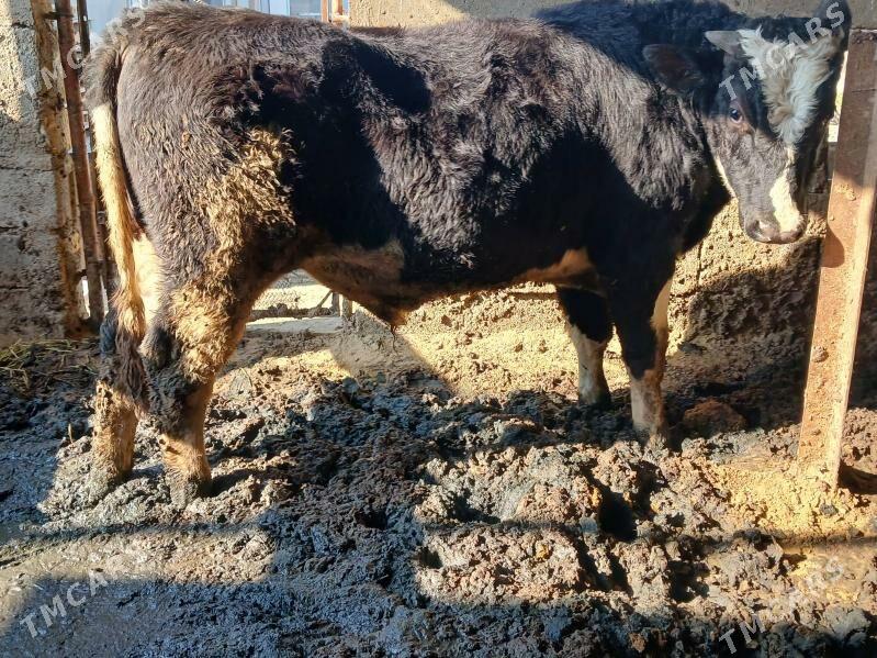 okuz - Бузмеин - img 4