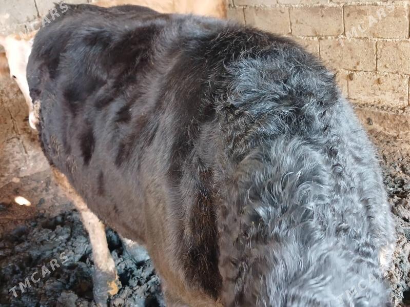 okuz - Бузмеин - img 2