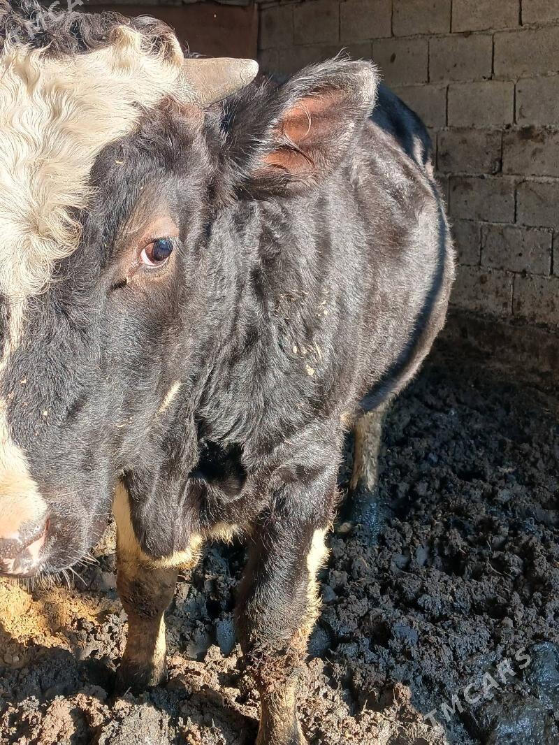 okuz - Бузмеин - img 3