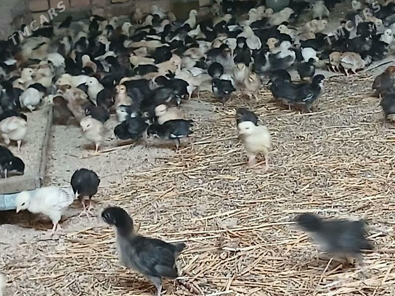 Жуже месни - Чарджоу - img 2