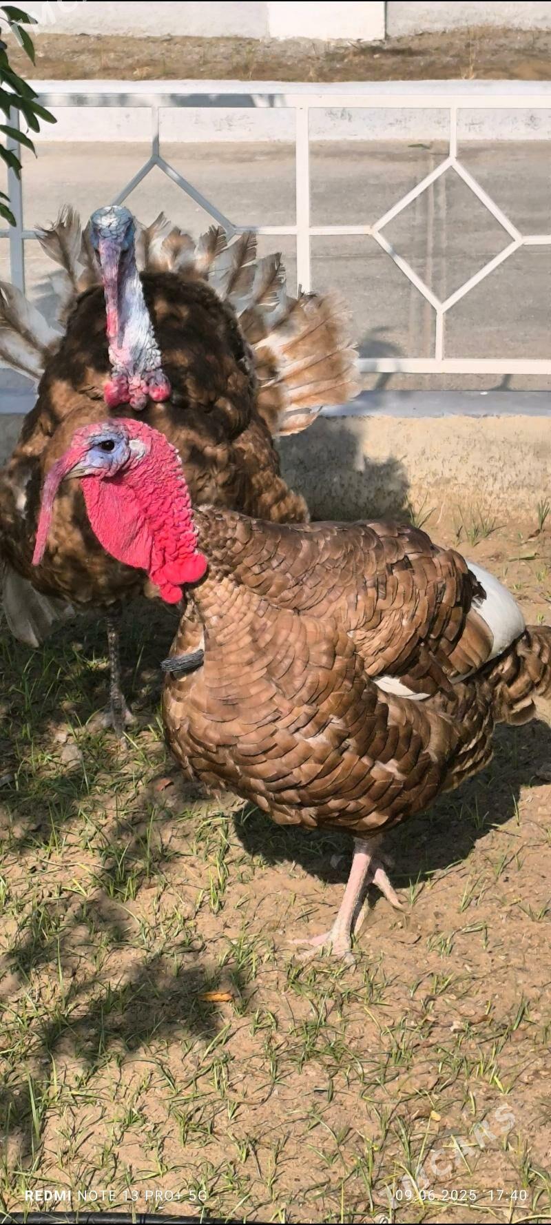 owgan induk - Ашхабад - img 2