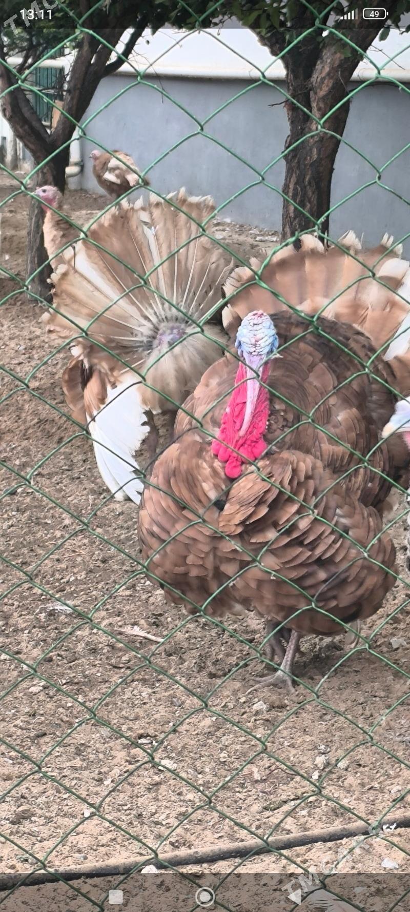 owgan induk - Ашхабад - img 3