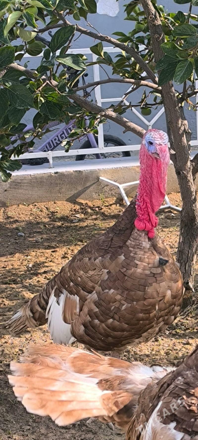 owgan induk - Ашхабад - img 6