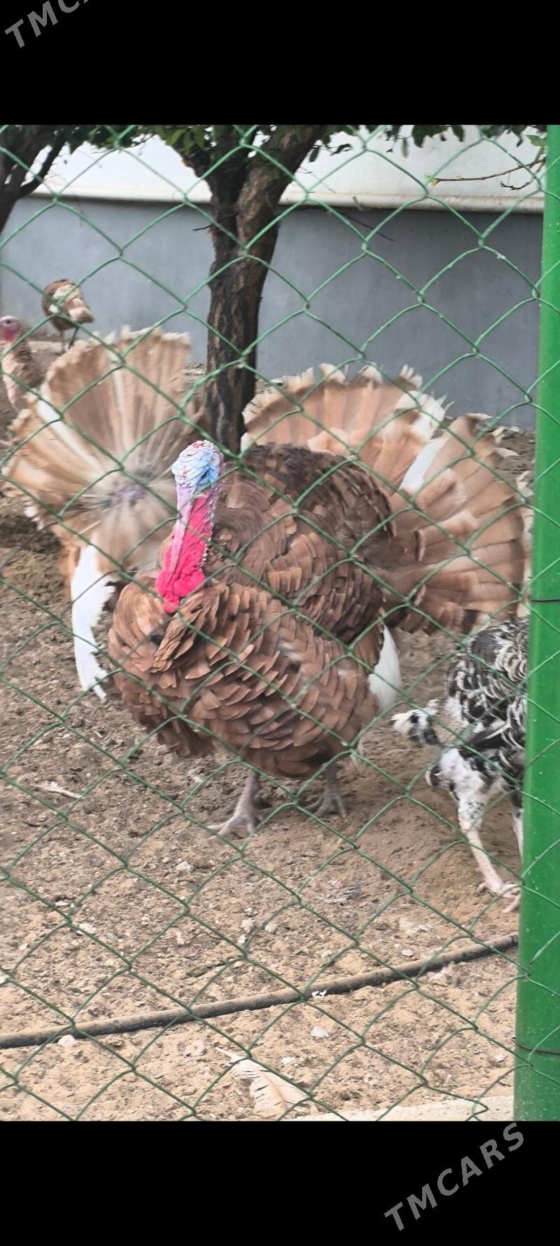 owgan induk - Ашхабад - img 5