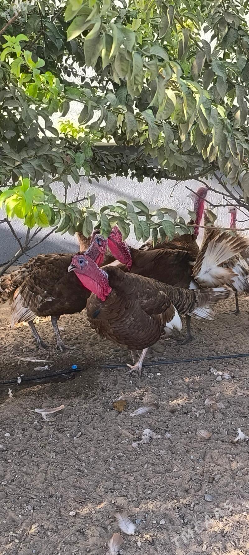 owgan induk - Ашхабад - img 4