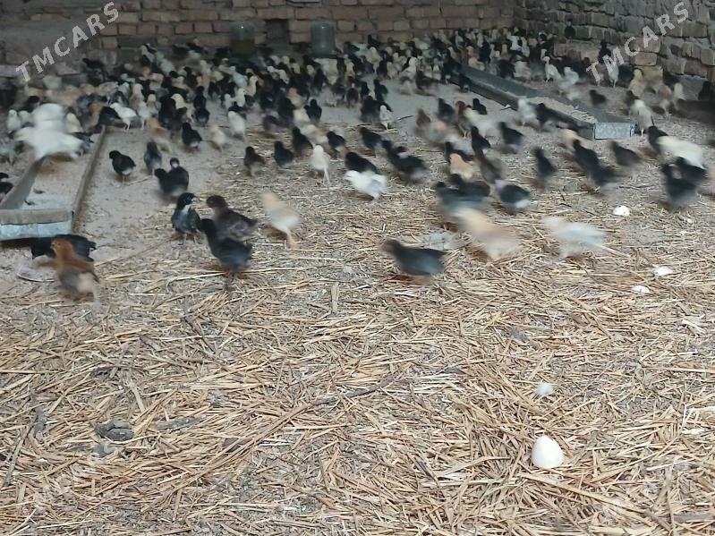 Жуже месни - Чарджоу - img 3