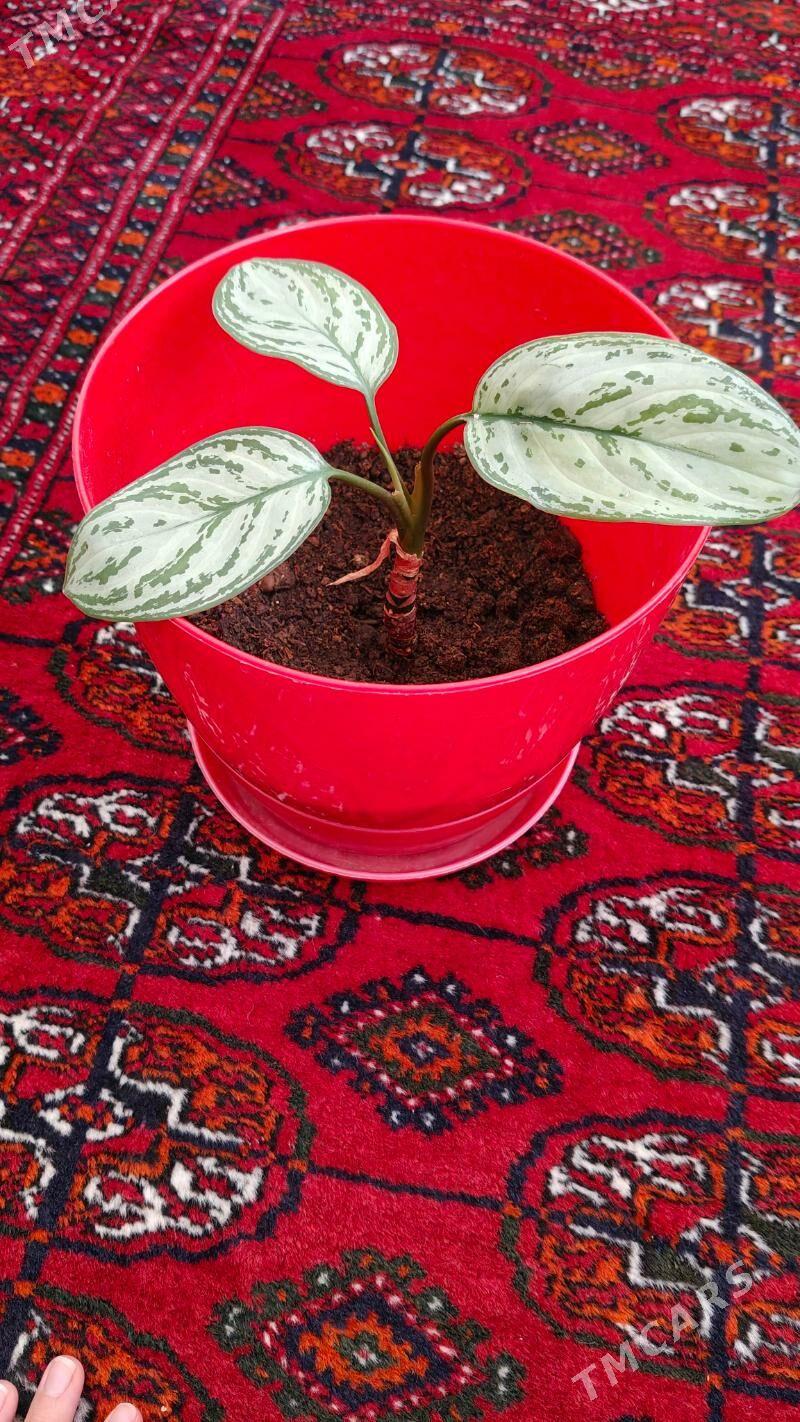 gül цветок - Aşgabat - img 2