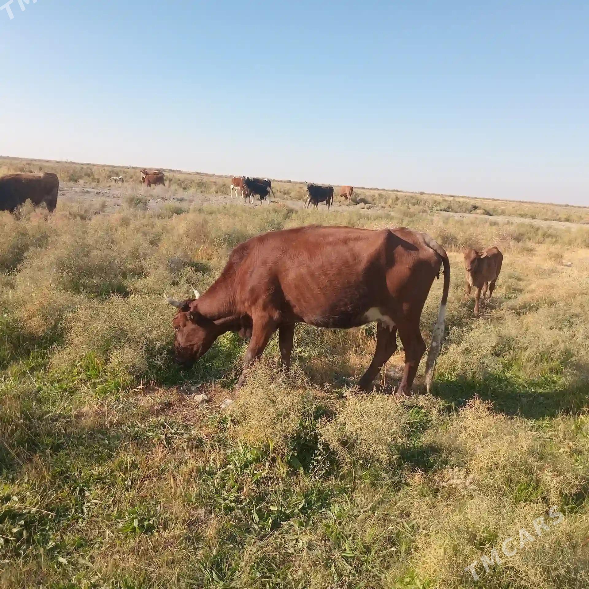Göleli sygyr Ýeri Mäne oba - Tejen - img 1