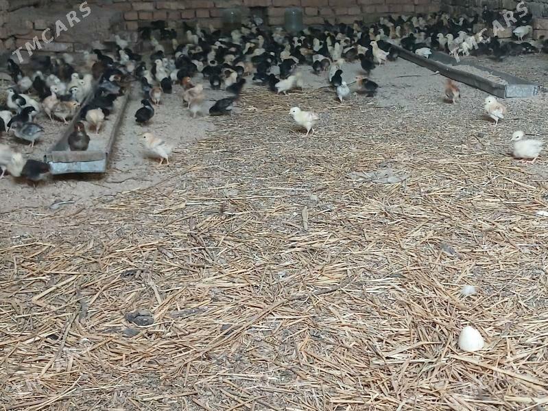 Жуже месни - Чарджоу - img 1