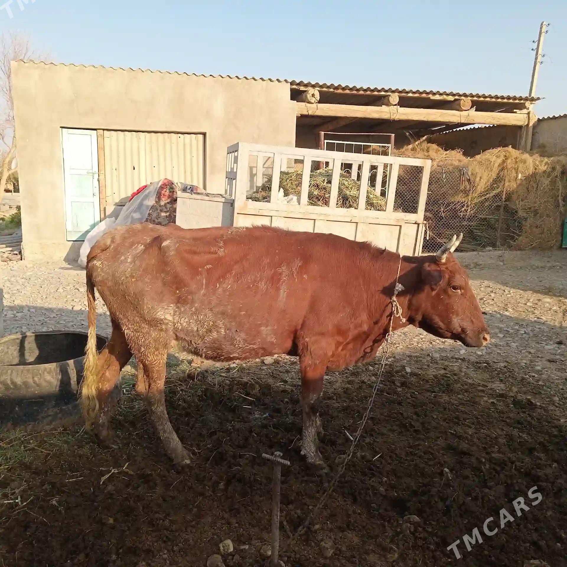 Göleli sygyr Ýeri Mäne oba - Tejen - img 4