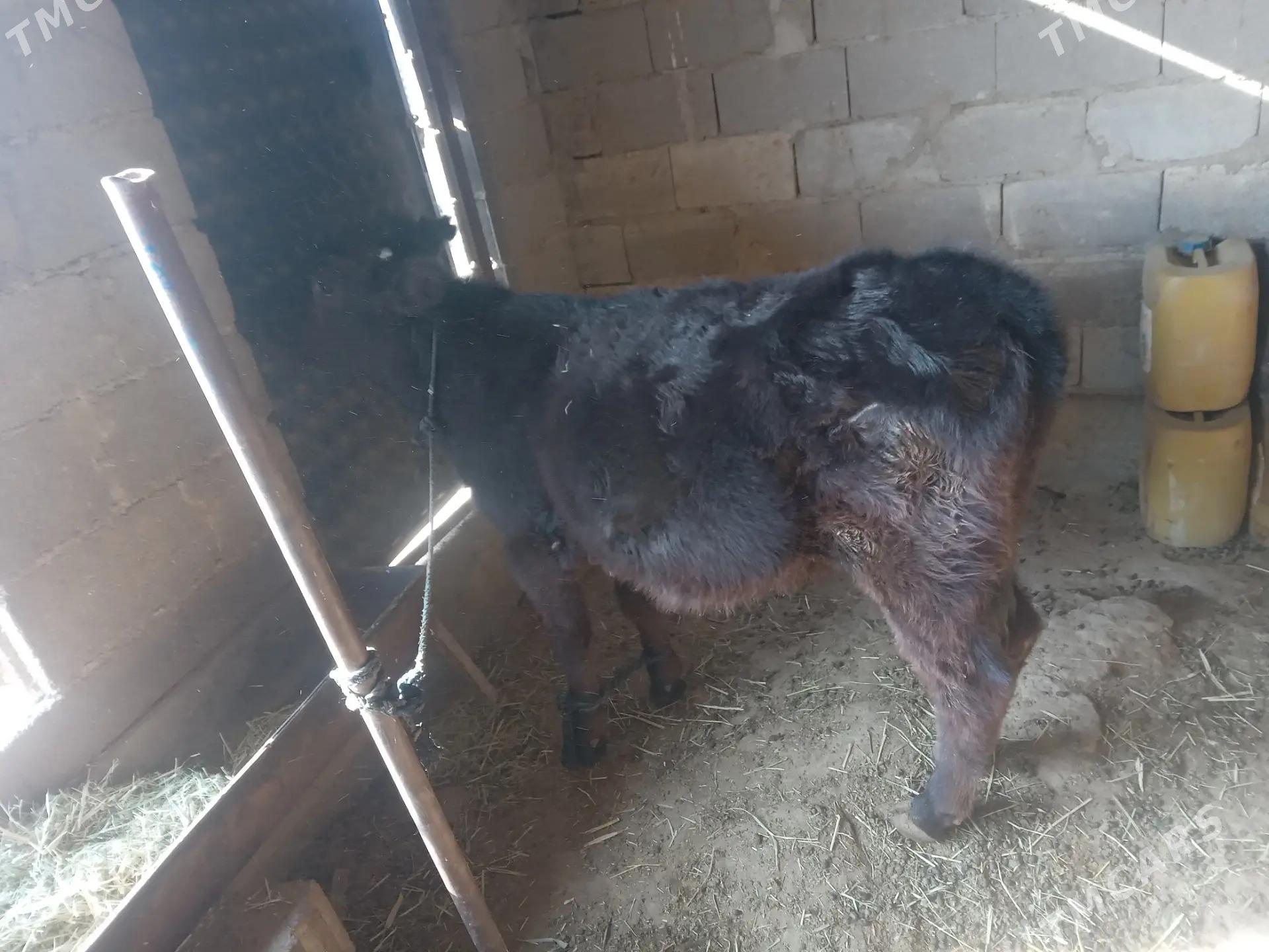 Gölö - Bäherden - img 2