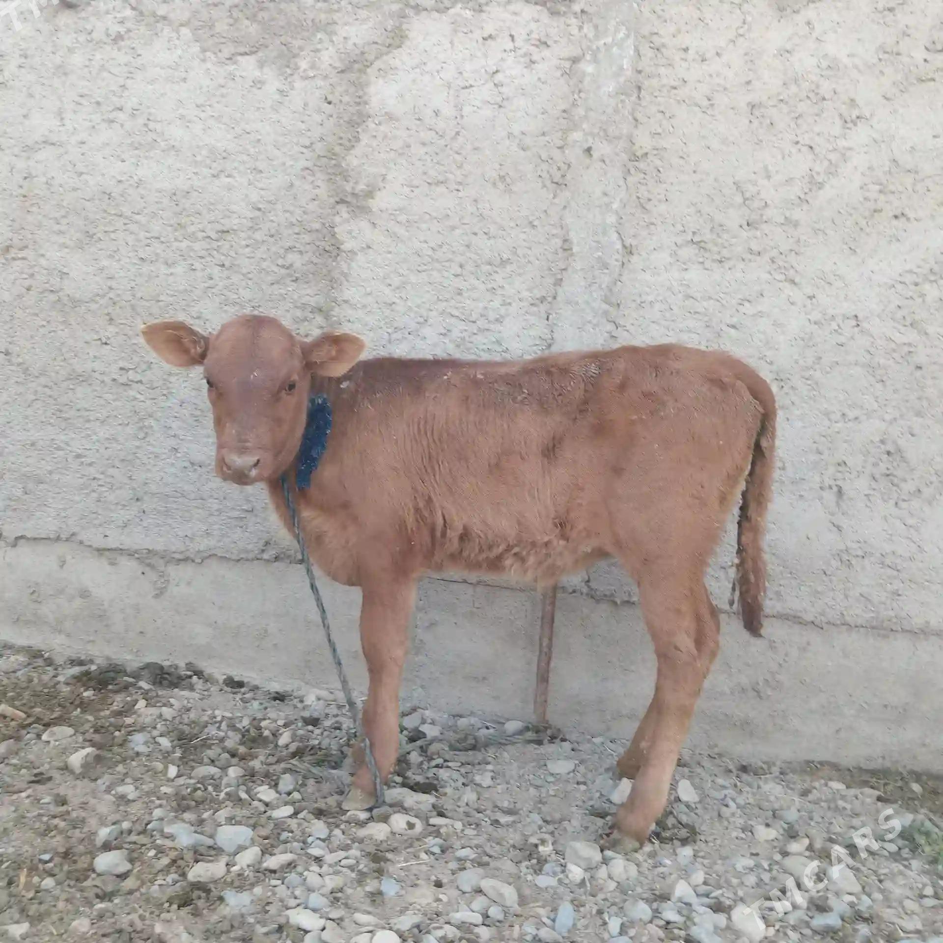 Göleli sygyr Ýeri Mäne oba - Tejen - img 6