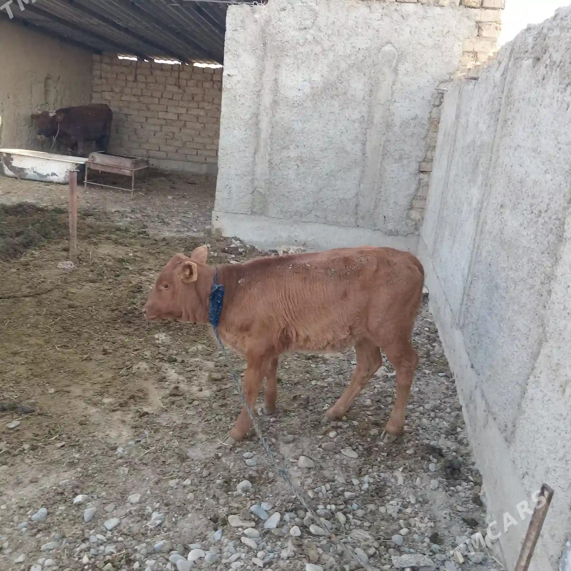 Göleli sygyr Ýeri Mäne oba - Tejen - img 5