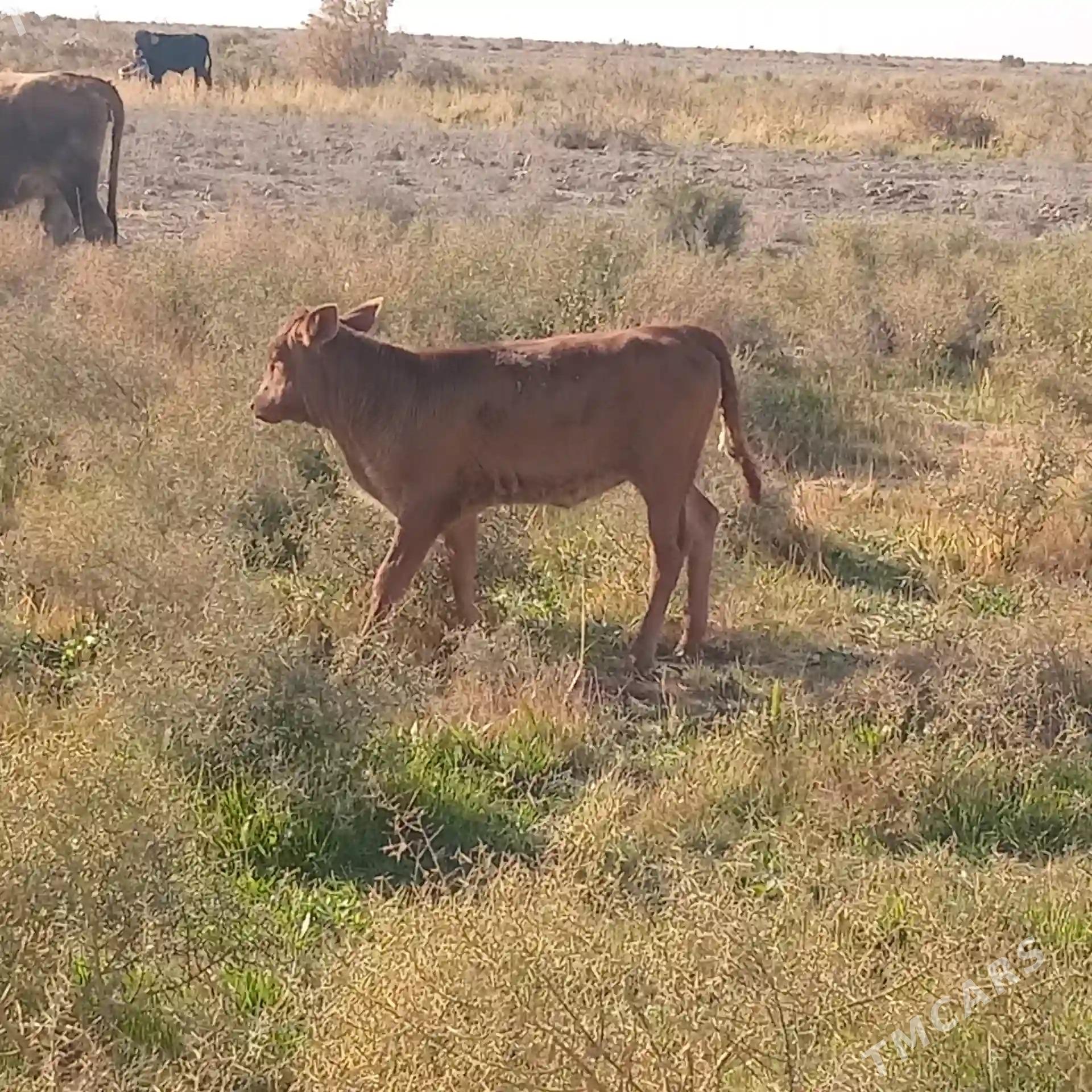 Göleli sygyr Ýeri Mäne oba - Tejen - img 2