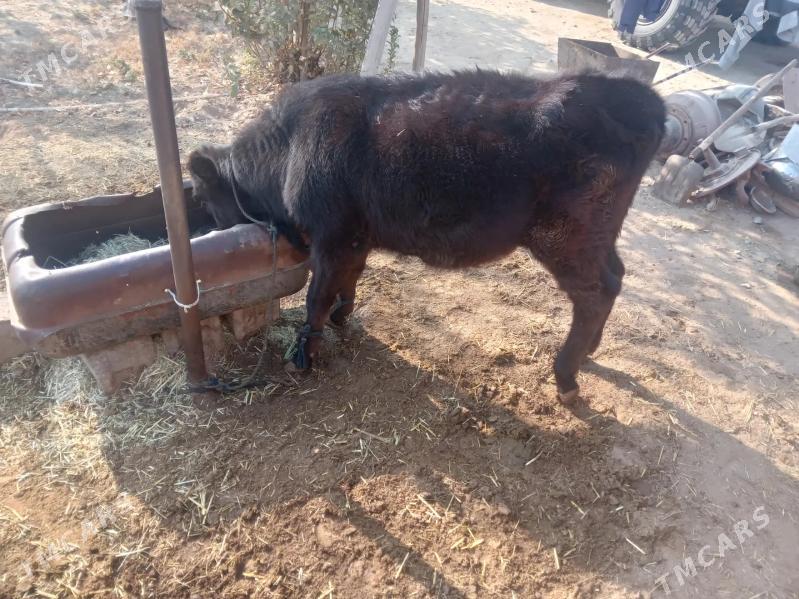 Gölö - Bäherden - img 3