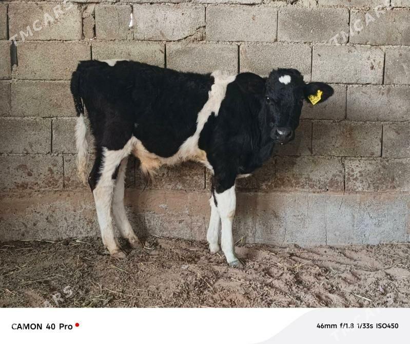 Okuz - Кипджак - img 3