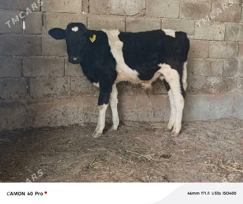 Okuz - Кипджак - img 1