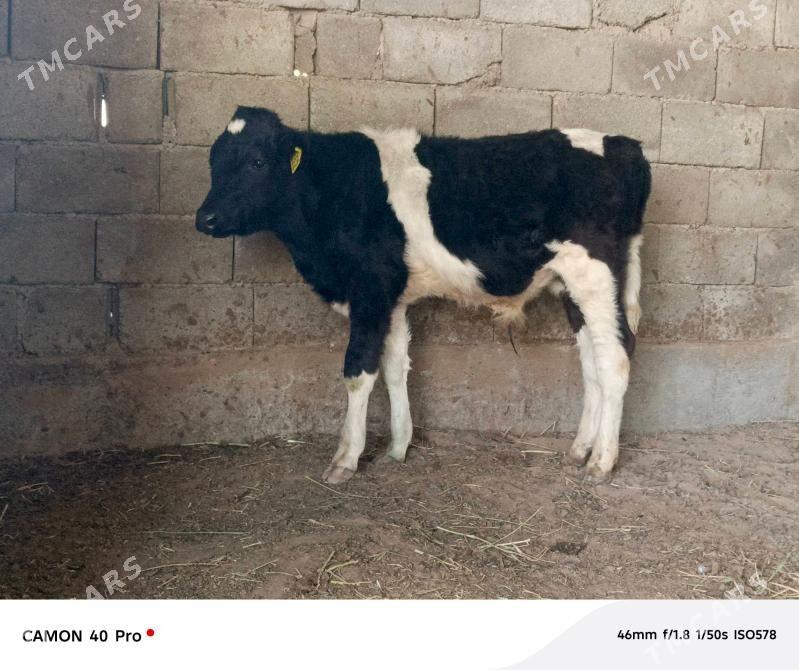 Okuz - Кипджак - img 2