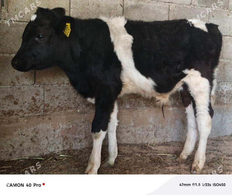 Okuz - Кипджак - img 5