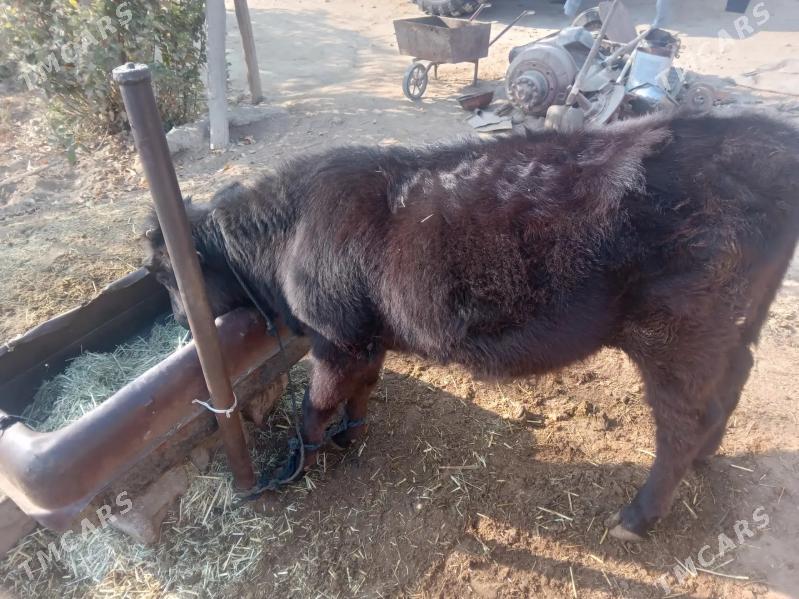 Gölö - Bäherden - img 1