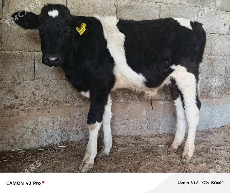 Okuz - Кипджак - img 4