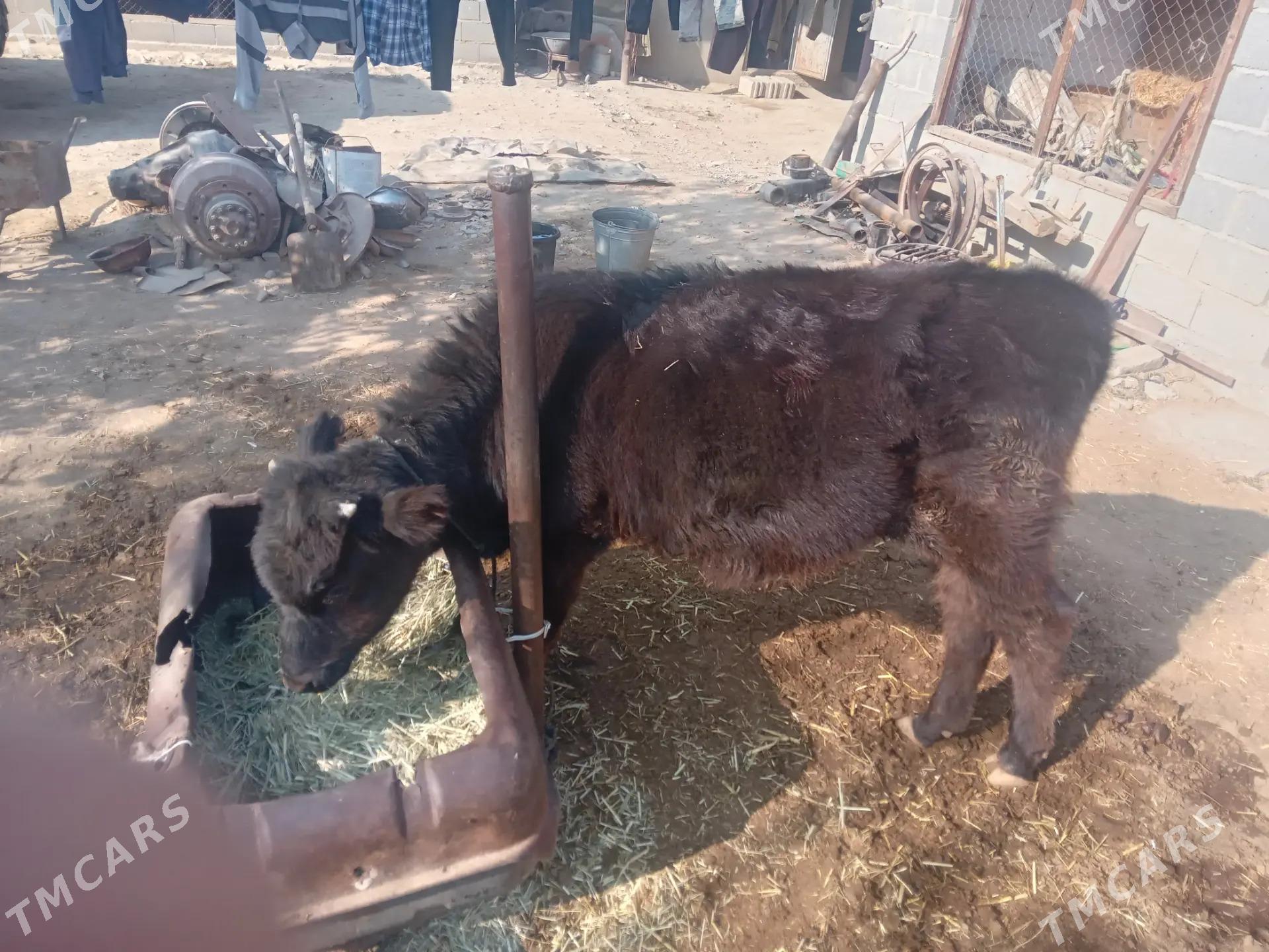 Gölö - Bäherden - img 4