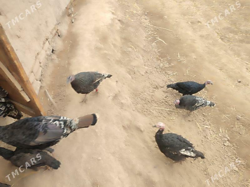 INDUK - Гурбансолтан Едже - img 6