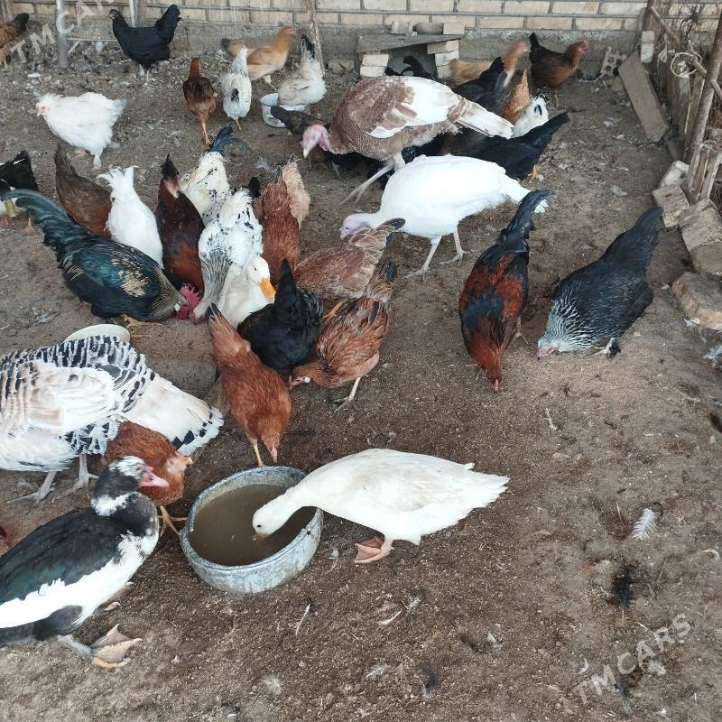 induk we xoraz - Mary - img 8