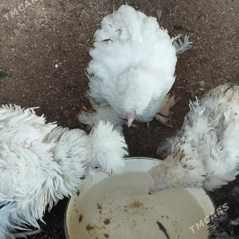 induk we xoraz - Mary - img 5