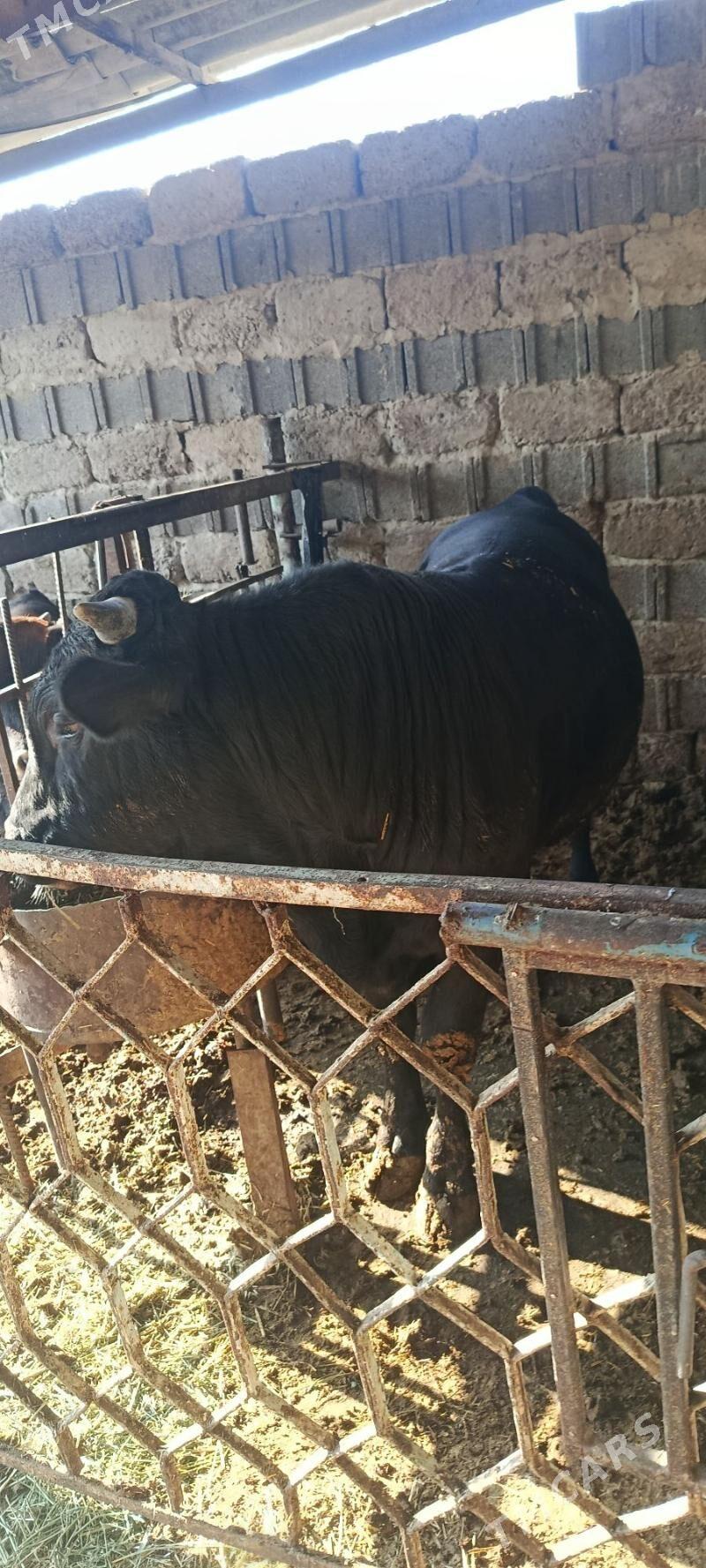 okuz 3 sani - Бахарден - img 5