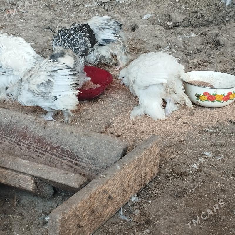 induk we xoraz - Mary - img 7