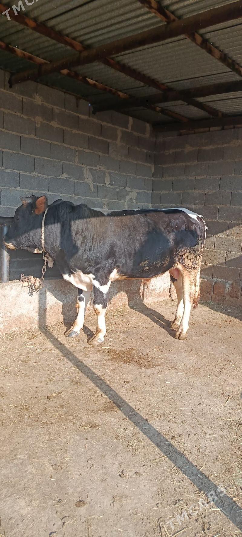 okuz 3 sani - Бахарден - img 4