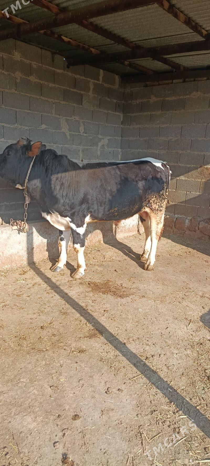 okuz 3 sani - Бахарден - img 3