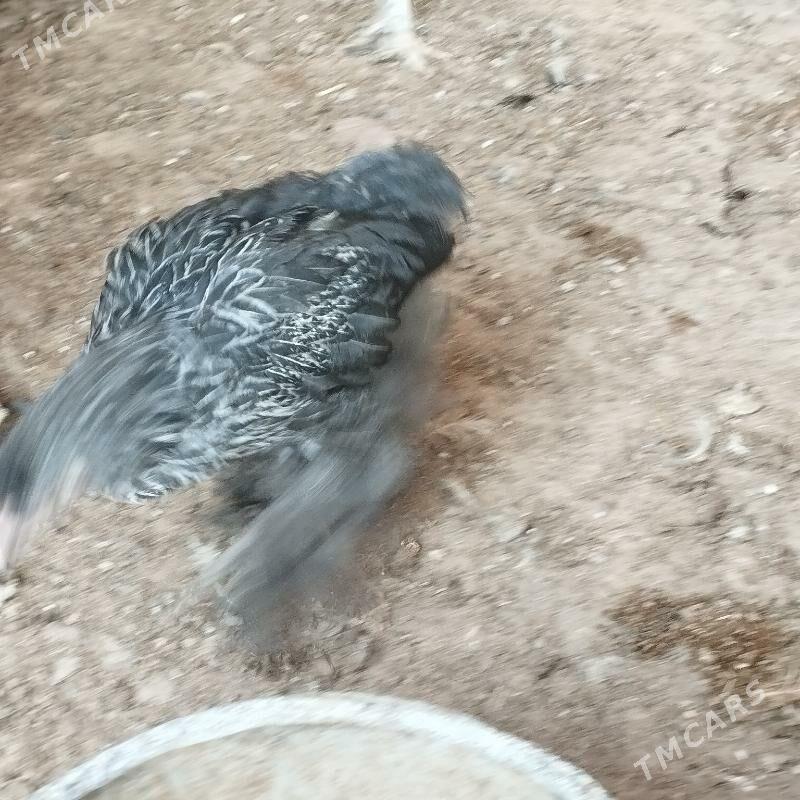 induk we xoraz - Mary - img 6