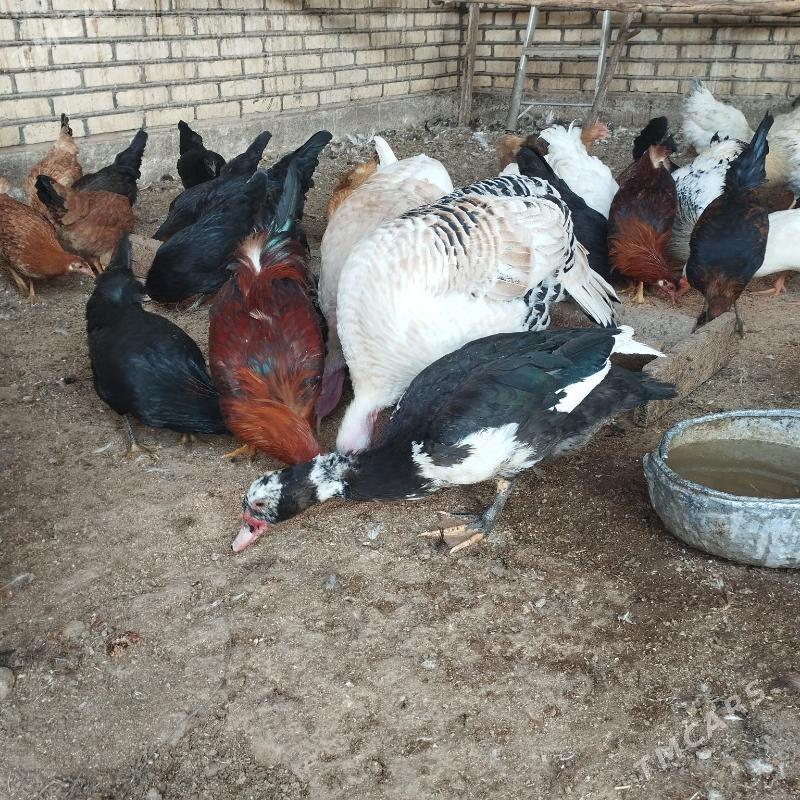 induk we xoraz - Mary - img 4