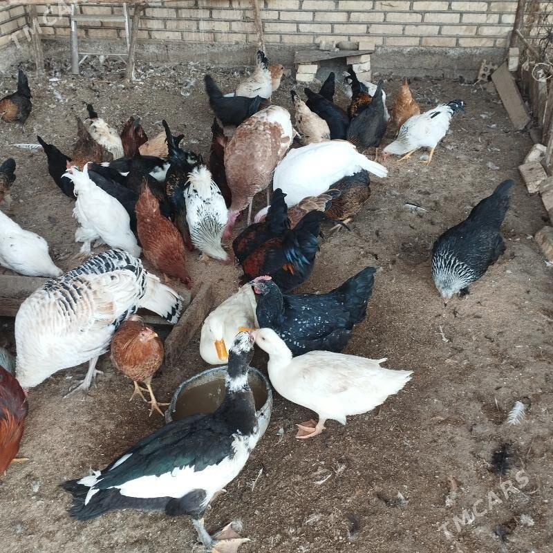 induk we xoraz - Mary - img 2