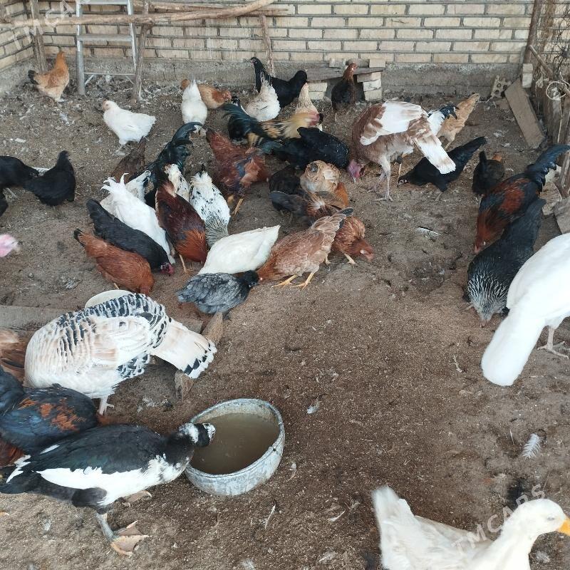 induk we xoraz - Mary - img 3