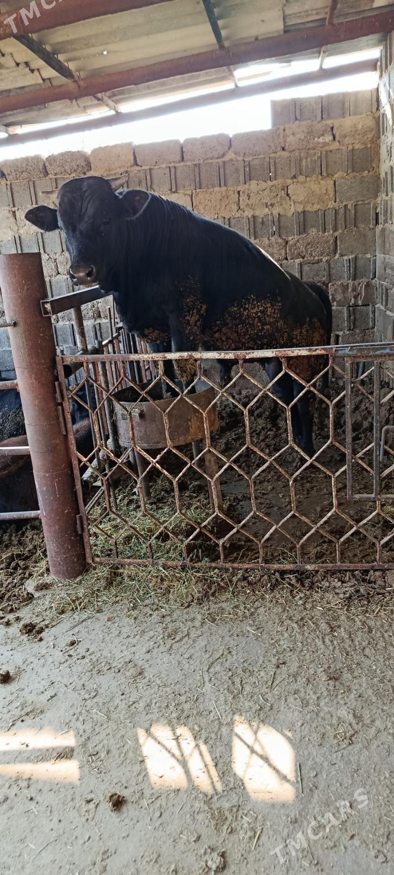 okuz 3 sani - Бахарден - img 2